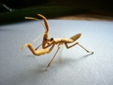 ハラビロカマキリの幼虫